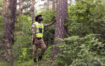 Les forêts publiques et le régime forestier