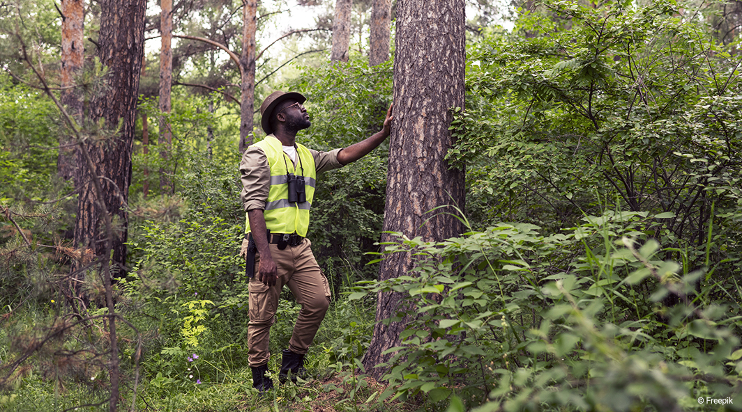 Les forêts publiques et le régime forestier